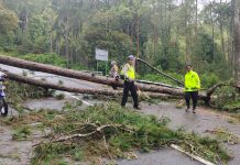 Polres Magetan Bersama TNI dan BPBD Evakuasi Pohon Tumbang, Akses Jalan Sarangan – Cemorosewu Terbuka