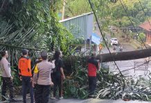 Akibat Usia Pohon Menua Pohon Jenis Tarap/Taep Tumbang