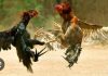 Maraknya Sabung Ayam di Sumber Manggis Malang, APH Tutup Mata Diduga di Backingin Oknum Kepala Desa