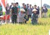 Solidnya Forkopimda Kota Blitar, Gelar Panen Padi Sehat dan Adat ‘Methik Pari’ Kota Blitar 2024