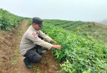 Aipda Eko Nugroho, Anggota Polsek Nongkojajar yang Sukses Bertani dan Mendukung Program Ketahanan Pangan