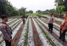 Polsek Patianrowo Pantau Pemanfaatan Lahan Pekarangan untuk Dukung Ketahanan Pangan