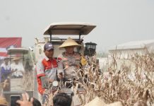 Kapolda Jawa Timur dan Forkopimda Panen Raya Jagung di Prambon Sidoarjo