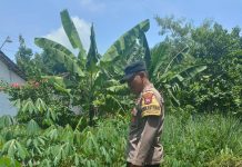 Bhabinkamtibmas Gondang Pantau Kebun Singkong Warga Dukung Ketahanan Pangan