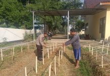 Gelorakan Swasembada Pangan Polisi Tanam Cabe di Lahan Polsek Tamankrocok Bondowoso