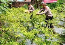 Gelorakan Swasembada Pangan Polisi Tanam Cabe di Lahan Polsek Semen Kediri