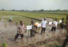 Tiga Pilar di Sidoarjo Kompak Dukung Ketahanan Pangan Nasional Lewat Penanaman Padi Serentak
