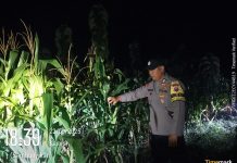 Sinergi Ketahanan Pangan, Polres Nganjuk Cek Lahan Jagung di Gondang