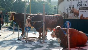 Polda Jatim Salurkan Ratusan Hewan Qurban di Hari Raya Idul Adha 1446 H