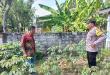 Optimalisasi Pekarangan, Warga Sugihwaras Dukung Ketahanan Pangan Lewat Tanaman Singkong