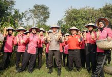 SPN Polda Jatim Gelar Panen Raya Jagung, Wujudkan Ketahanan Pangan