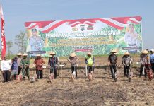 Dukung Ketahanan Pangan Nasional, Polres Lamongan Tanam Jagung di Lahan Baku Desa Kedali