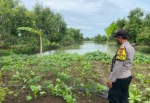 Polsek Kalitengah Gelar Patroli Ketahanan Pangan Dukung Program AstaCita Presiden
