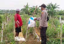Polsek Kalitengah Monitoring P2B di Desa Butungan, Dukung Ketahanan Pangan