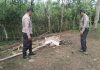Polres Malang Kembali Bongkar Area Sabung Ayam di Kalipare